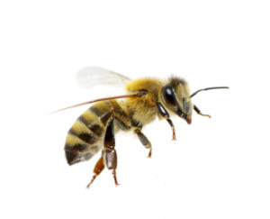 Cover photo for “The 4-H Can Help the Honey Bee to Survive”