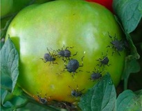 Cover photo for Brown Marmorated Stink Bug on Tomatoes
