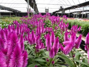 Cover photo for Cutting Production Webinar Announced for Greenhouse Growers