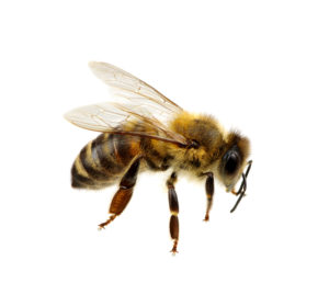 Image of a bee