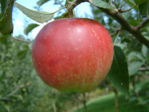 Cover photo for 2020 Apple Disease Update: Silver / Green Tip