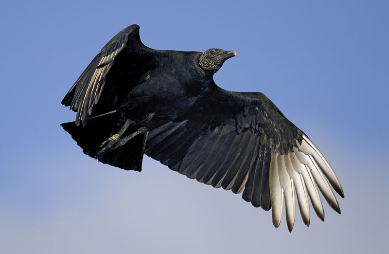 Black Vultures | North Carolina Cooperative Extension