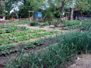 Photo of vegetable garden
