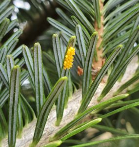 Lady beetle eggs