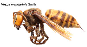 Cover photo for Asian Giant Hornet in Washington State