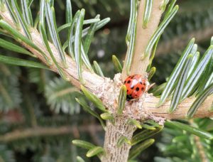 Cover photo for Biological Control in Christmas Trees