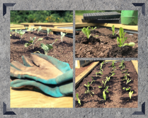 Fall Giving Garden