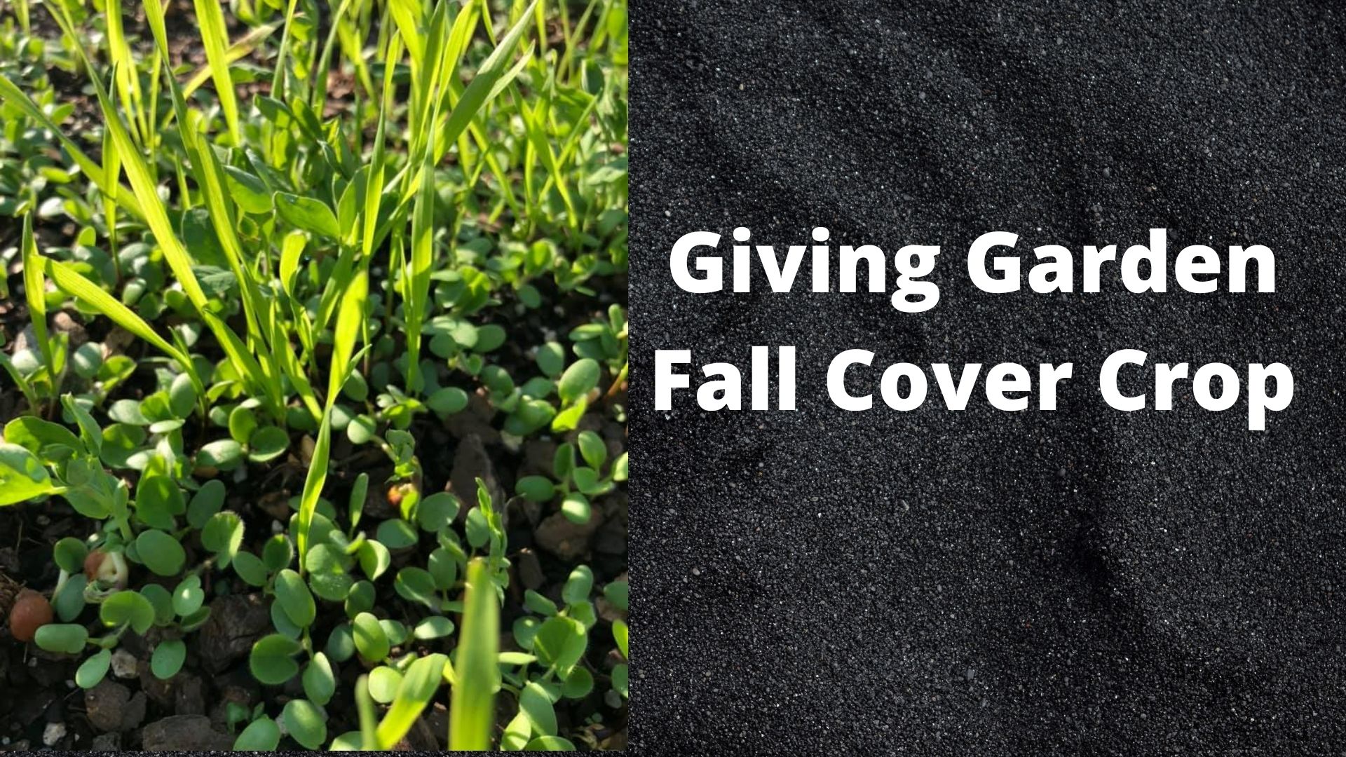 Giving Garden Fall Cover Crop Title Page with a picture of cover crop