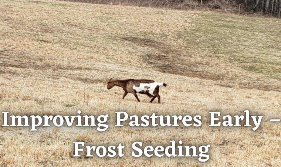 Goat in a pasture with title Improving Pastures Early - Frost Seeding