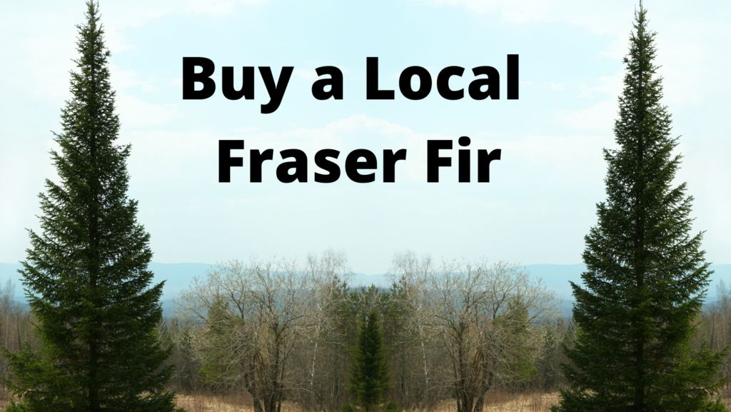 Frasier fir