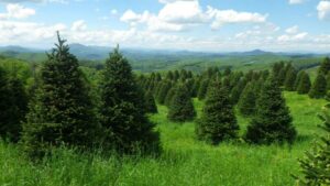 Cover photo for 2022 Annual Christmas Tree and Ornamental Workshop