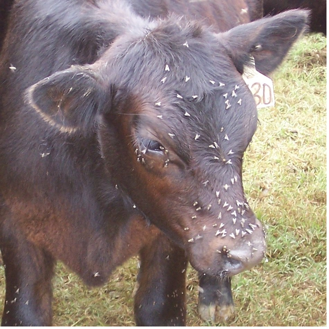 Fly Control Recommendations for Livestock Producers