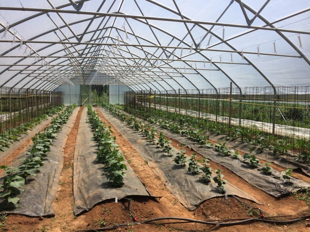 A high tunnel greenhouse with rows of crop.