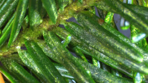 Cover photo for Algae on Fraser Fir